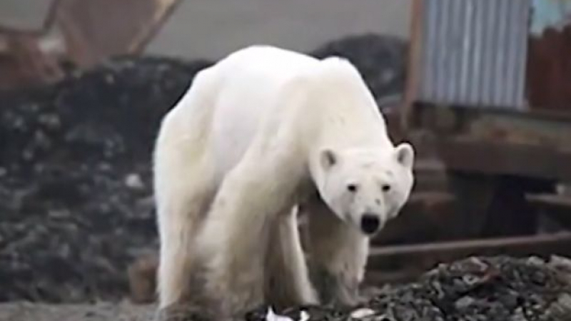 Тази полярна мечка направи немислимото! Появи се насред... (СНИМКИ/ВИДЕО)