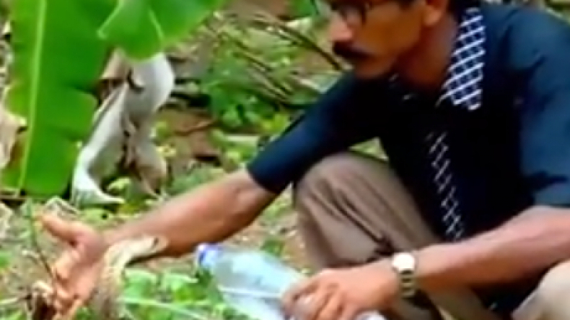 Невероятно е какво направи мъж с отровна кобра (ВИДЕО)