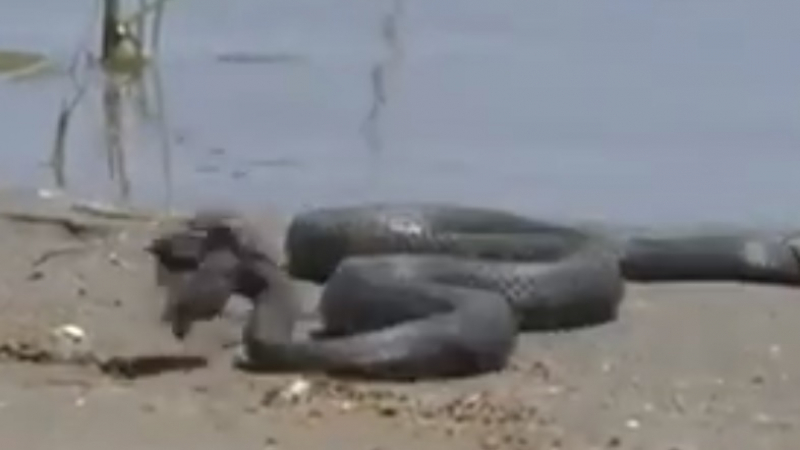 Гигантска кръвожадна змия изпълзя от язовир, за да закуси на брега (ВИДЕО)