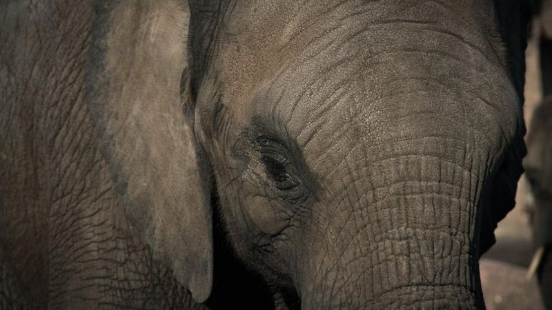 Побеснял слон нападна пазач в зоологическа градина 
