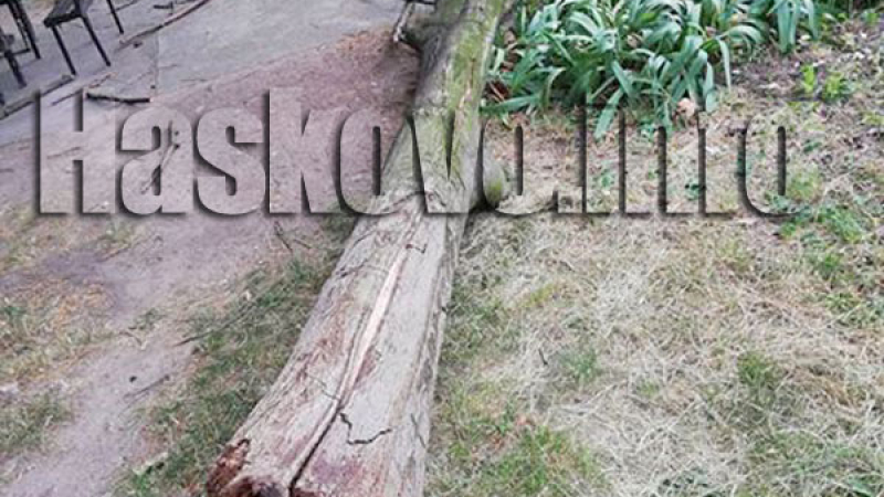 Огромно дърво рухна в Хасково на метри от... (СНИМКИ)