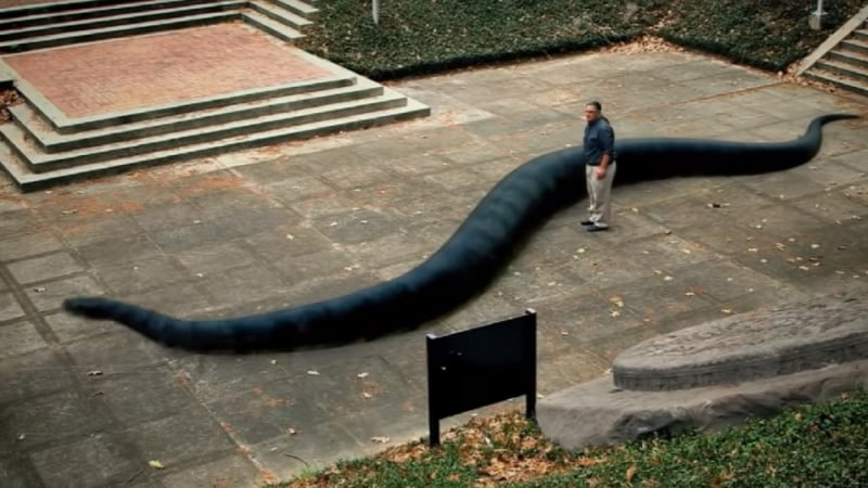 Това са най-големите змии, заснети на камера (ВИДЕО) 