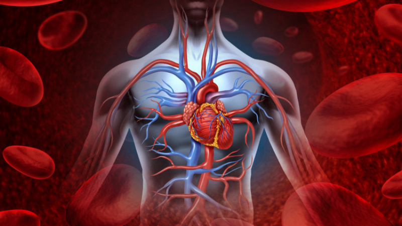 Представяме ви 5-10-8 - най-простото и ефективно правило за здраво сърце