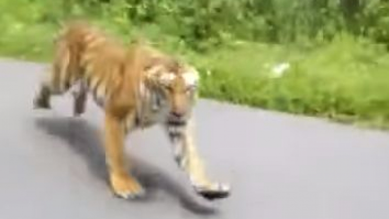 Бенгалски тигър в яростно преследване с мотоциклетист (СМРАЗЯВАЩО ВИДЕО)