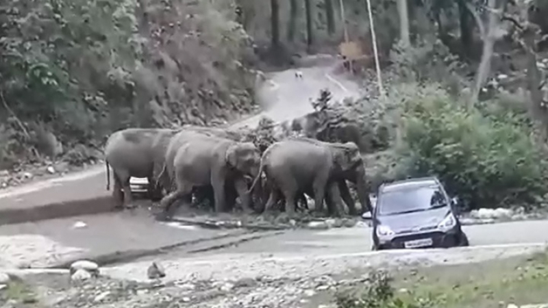 Стадо слонове помете колите на туристи, за да премине (ВИДЕО)