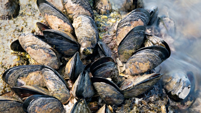 Учени бият тревога за мидите в Черно море: Открихме...