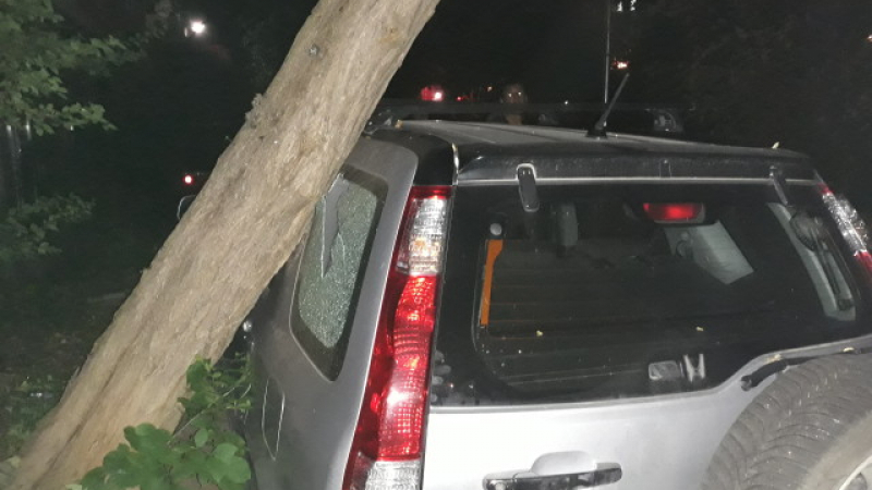 Ужас в Пловдив! Над 10-метрото дърво падна върху джип (ВИДЕО)