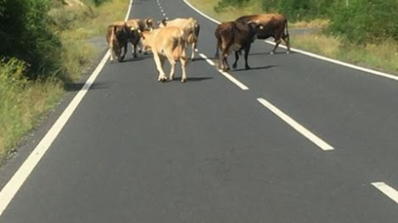 Това е пътят на най-щастливите крави в България