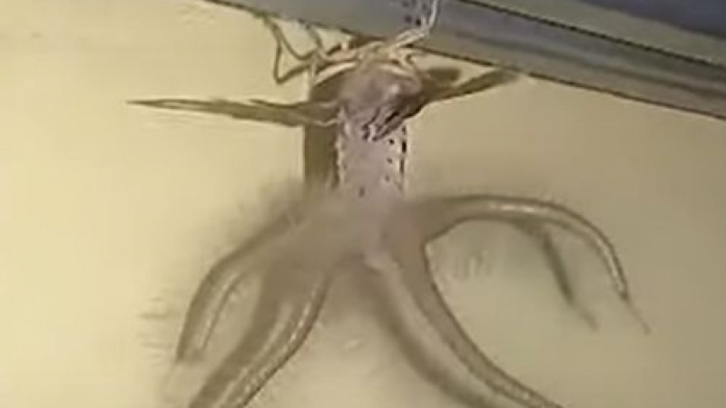 Мъж засне на тавана си невиждано същество (ВИДЕО)