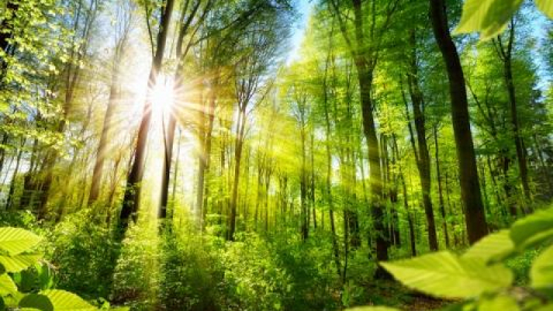 Учени вдигат тревога: Садете спешно дървета