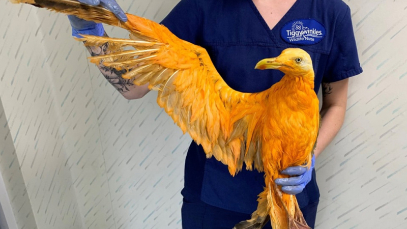 Странна птица изуми ветеринари, а като я измиха, се шокираха двойно!