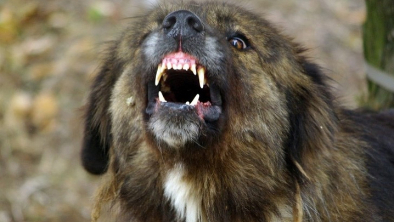 Агресивно куче на бизнесмен се нахвърлило на жената в с.Рилци