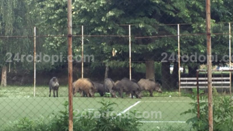 Шок! Диви прасета завладяха село в Родопите (ВИДЕО)
