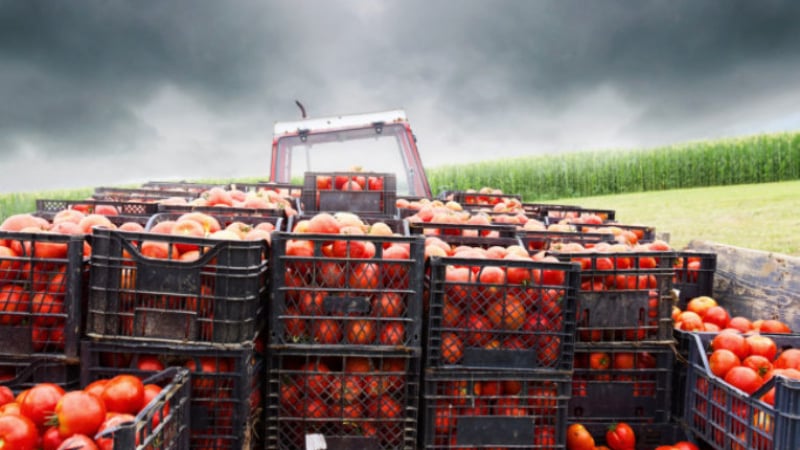 Македонски домати удрят земеделците от Сандански и Петрич с дъмпинг