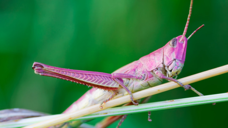 Заснеха удивително насекомо в Индонезия (ВИДЕО)