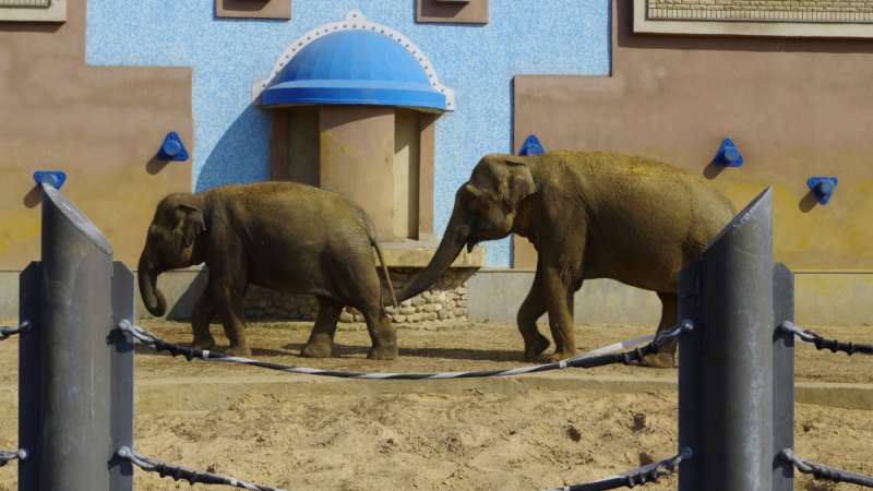 Трогателно ВИДЕО показва как слонове играят с малкото си