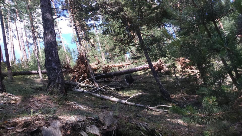 Страховита стихия повали многогодишни дървета над Рибново (СНИМКИ)