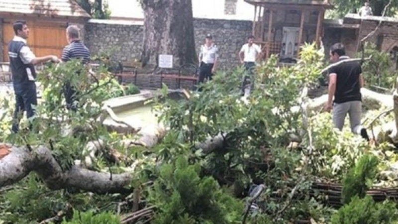 Клон на 500-годишно дърво се срути и смачка 19 туристи (ВИДЕО)