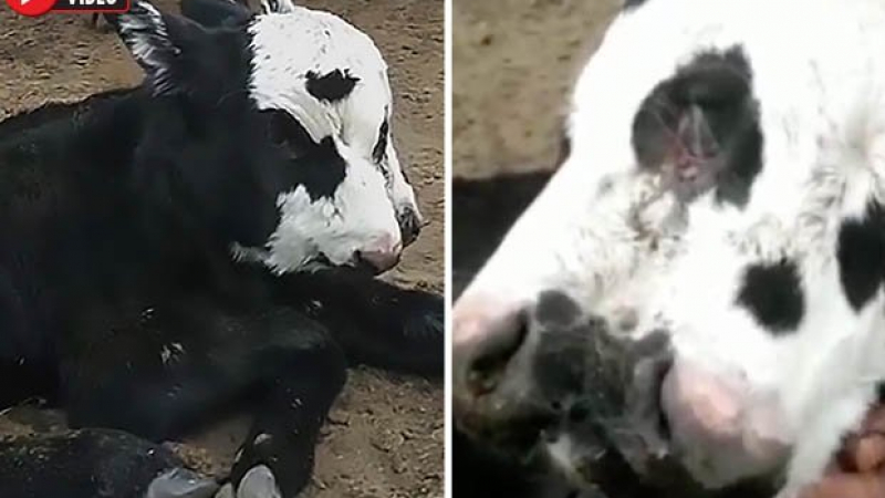 Роди се мутирала крава с две глави и три очи (ВИДЕО)