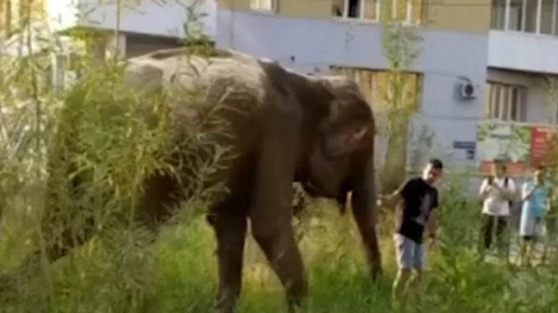 Мъж изведе на разходка два слона по улиците на град (ВИДЕО)