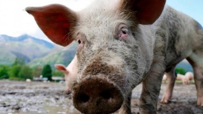 Край на "свинските сватби" - иде забрана за отглеждане на прасета в задния двор