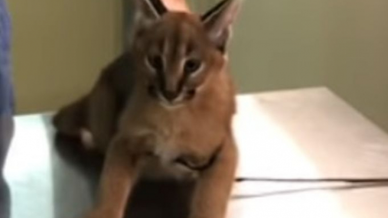 Сърдита котка каракал се опита да изплаши ветеринар (ВИДЕО)