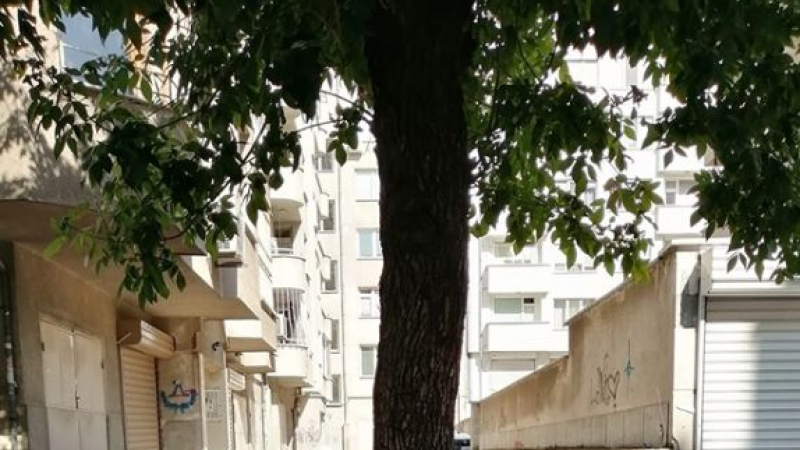 Цялата мрежа се чуди как това дърво в София още не е отрязано (СНИМКА)