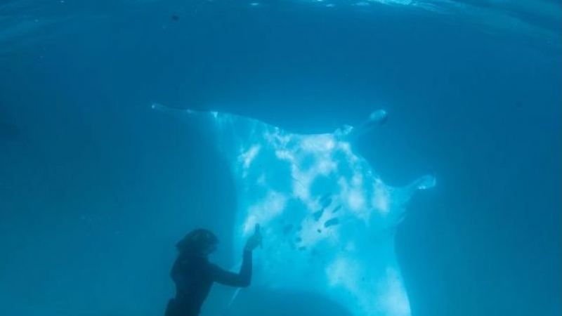 Огромен морски дявол се приближи до водолаз, последва нещо удивително (ВИДЕО)