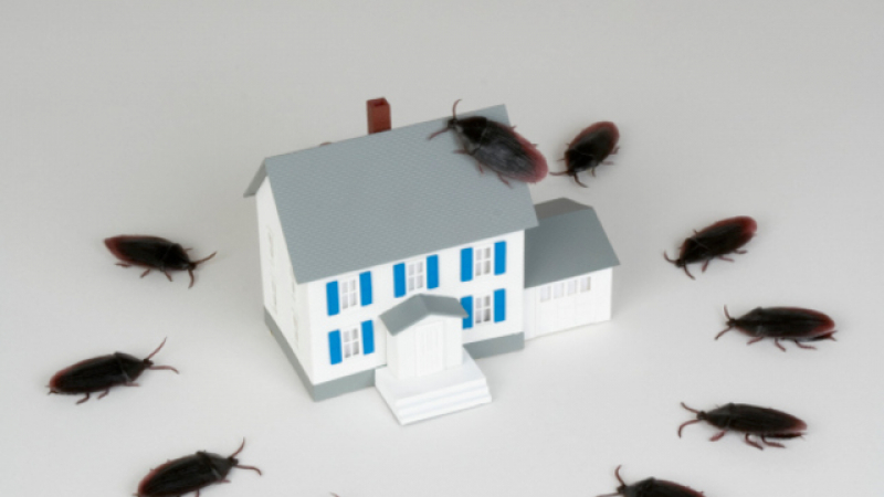 Ето как да се отървете веднъж за винаги от хлебарките, мравките, мухите, комарите и молците