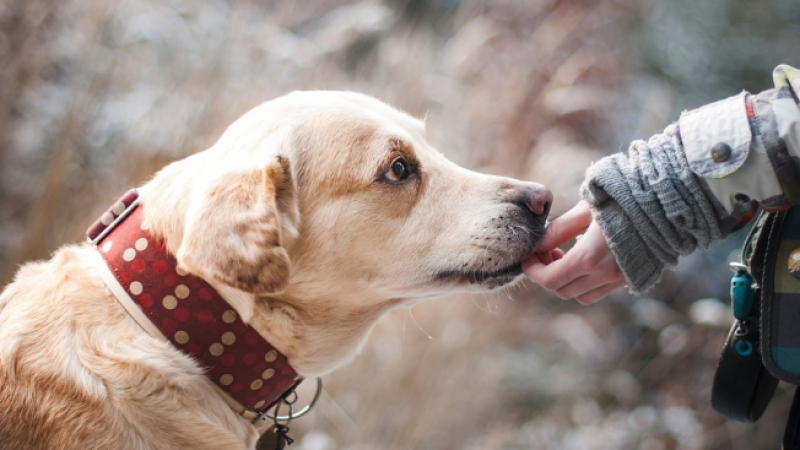 Кинолози настояват за регистър от специалисти за агресивните кучета
