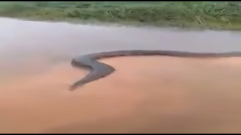 Рибар засне на ВИДЕО гигантска анаконда, преградила цяла река