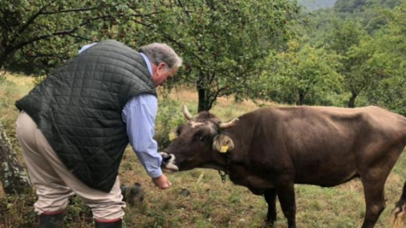 Нещо страхотно се случи с най-известната българска крава Пенка