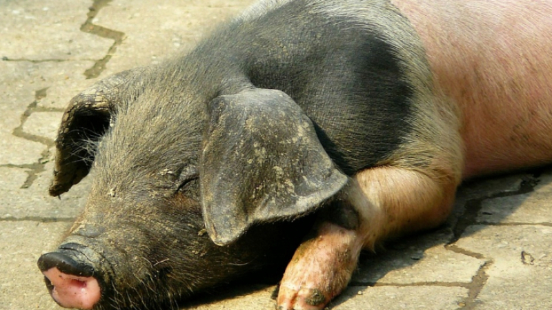 БАБХ с позиция относно умъртвяването на заразени животни в свинекомплекс „Николово"