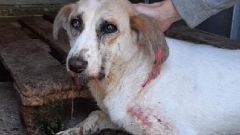 Потресаващо зверство с фатален край в приюта в Дупница (СНИМКИ 18+)