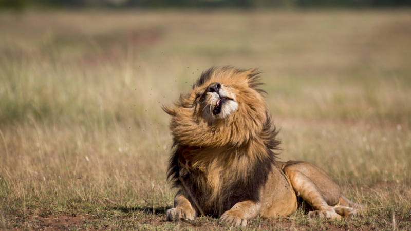 Скар от "Цар лъв" бе запечатан на СНИМКИ в резерват 