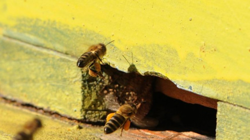 Изчезването на пчелите вещае, че идва краят на човечеството 