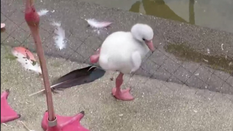 Фламинго трогна мрежата, докато се учеше да стои на един крак ВИДЕО