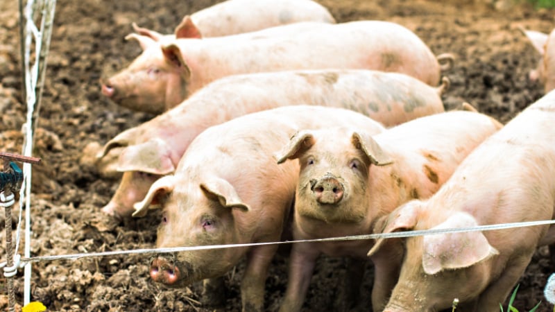 Очакват се резултатите за чума по свинете във Видинско