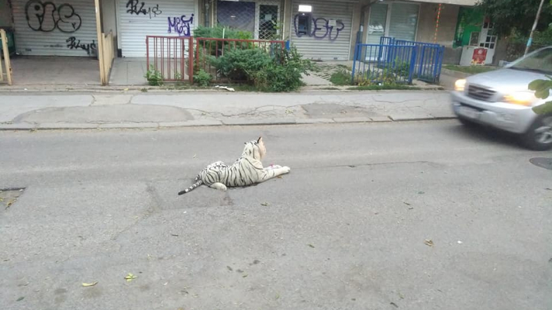Бял тигър се появи в столичния квартал „Павлово”, шашна софиянци