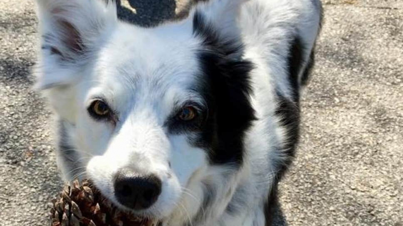 Тъжна вест: Почина най-умното куче в света