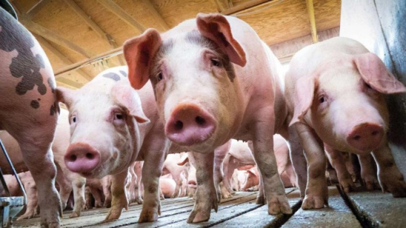 3000 прасета изгоряха при пожар в свинеферма в Силистренско