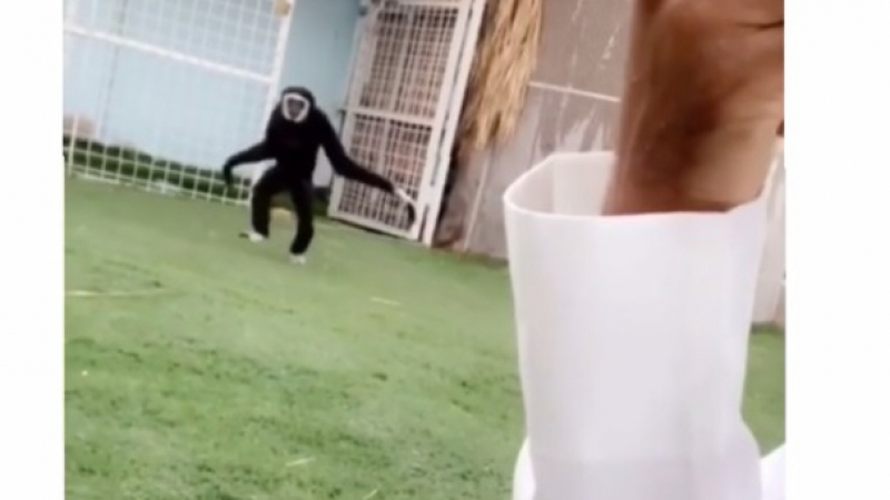 Маймуна трогна мрежата с реакцията си към плачещ мъж ВИДЕО