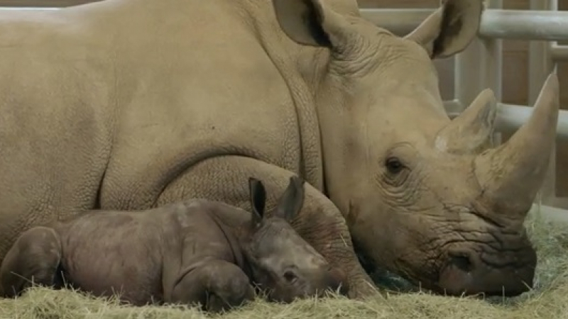 Бял носорог се роди в зоопарк в Сан Диего (ВИДЕО)