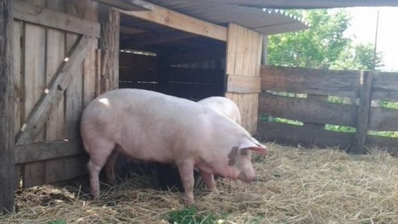 Ново огнище на африканска чума по свинете e регистрирано в Смолянско