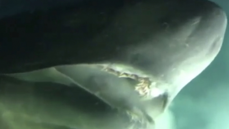 ВИДЕО: Акула от недрата на Атлантическия океан ужаси учени