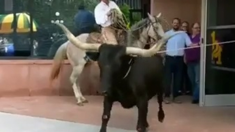Страховито ВИДЕО! Разярен бик нахлу в галерия на модерното изкуство 