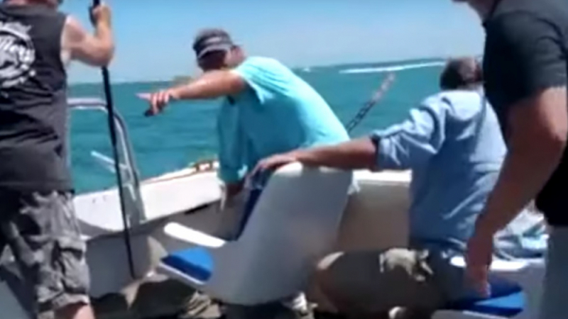 Уловена акула опита да изяде капитана на лодката (ВИДЕО)