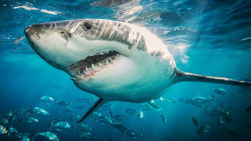 Защо акулите са недосегаеми за рака