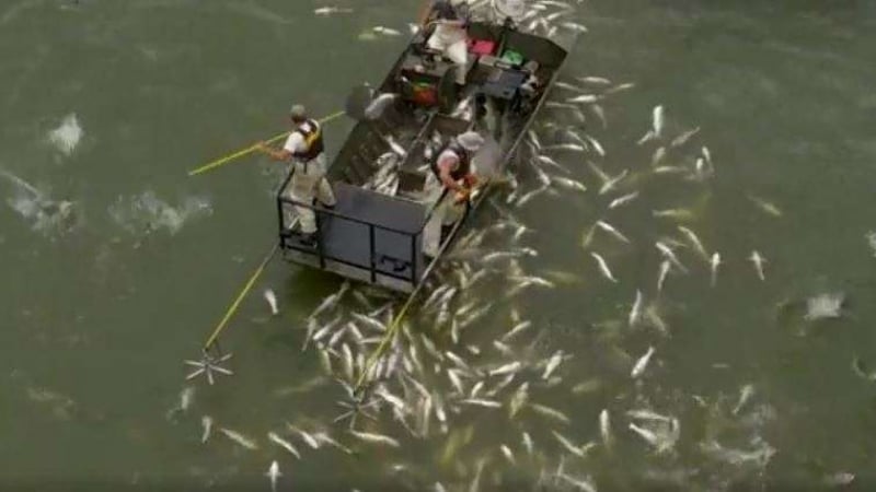 За рибарите: Eто как се ловят огромни шарани за нула време ВИДЕО