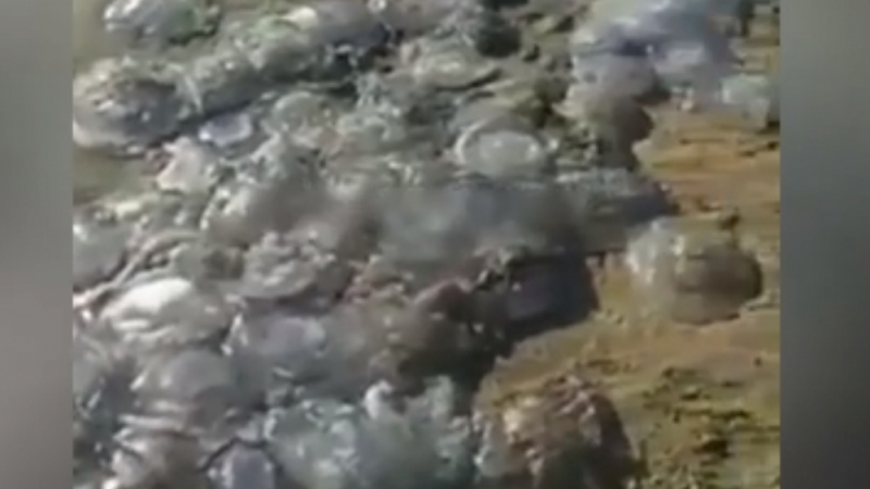 Море се превърна в желе заради мъртви медузи ВИДЕО